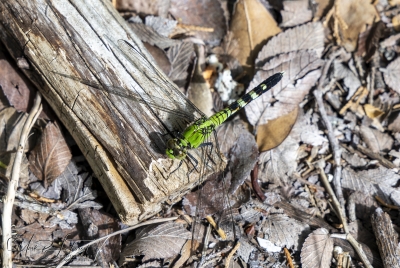 Green Dragonfly March 2026
